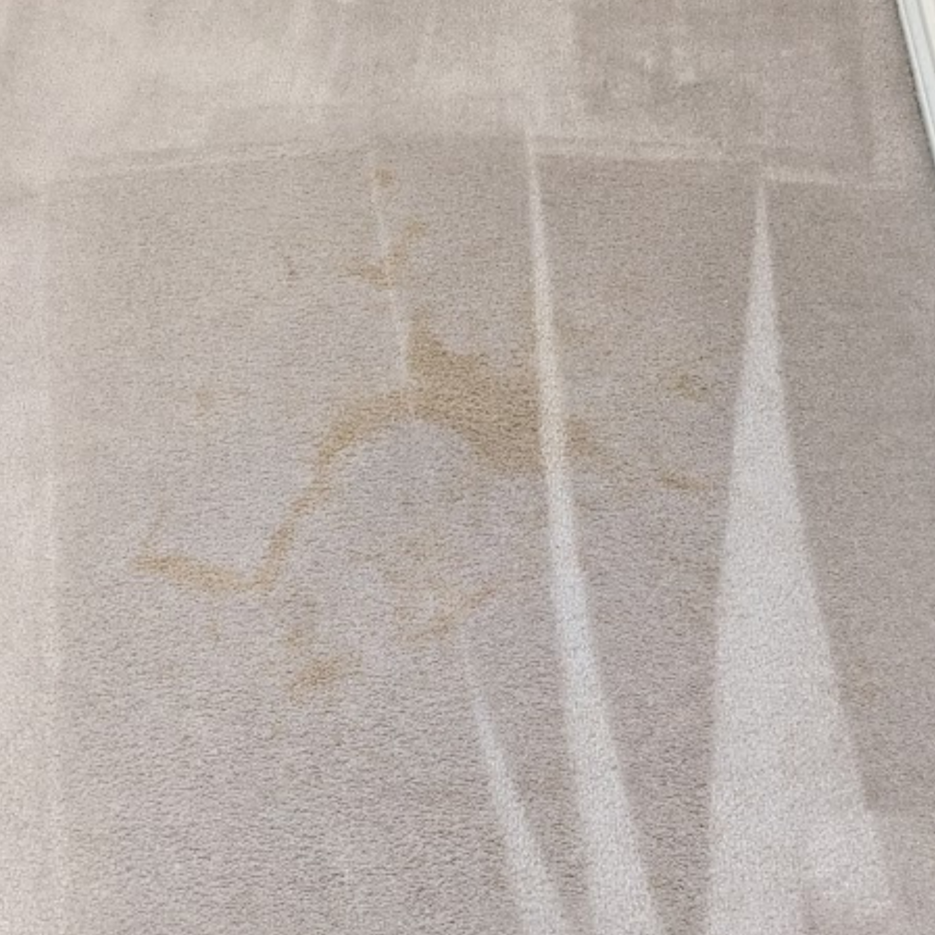 Carpet cleaning portland stain removal