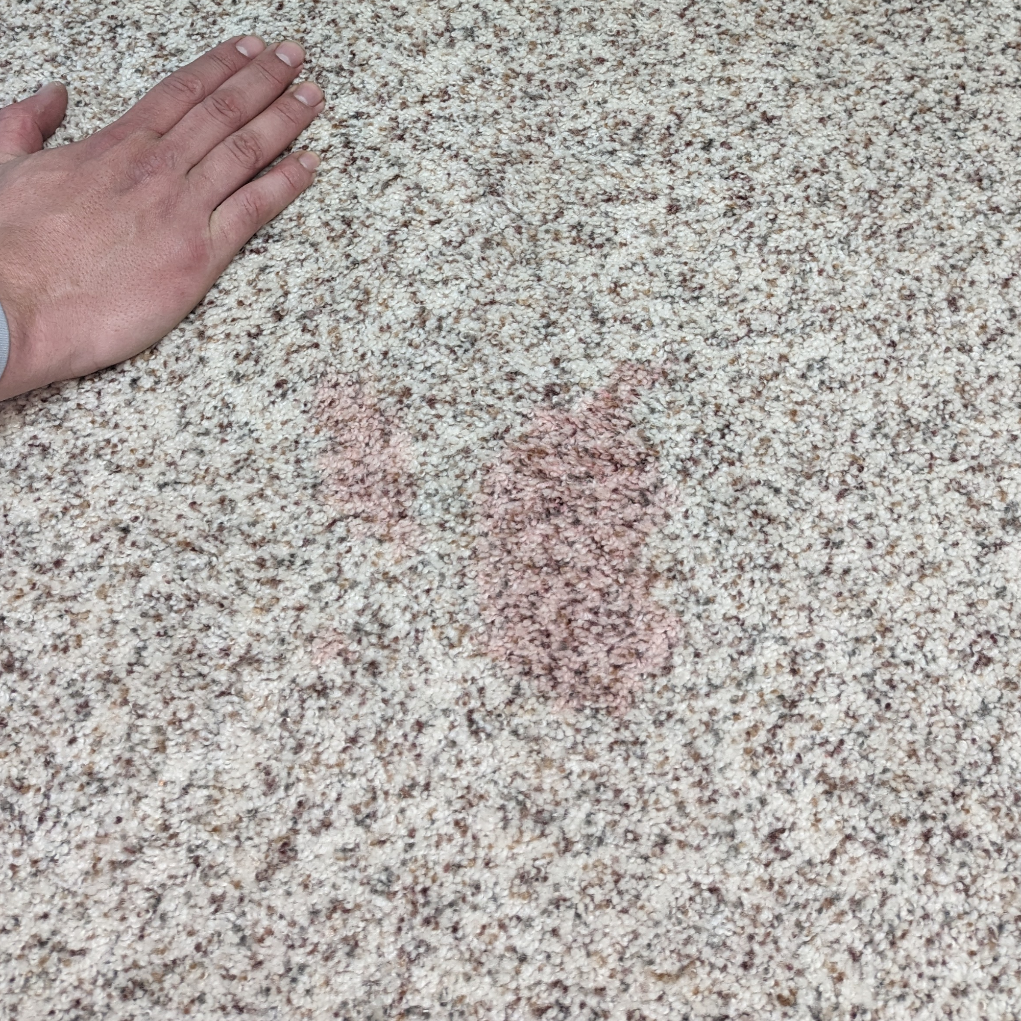 Specialty stain removal in portland
