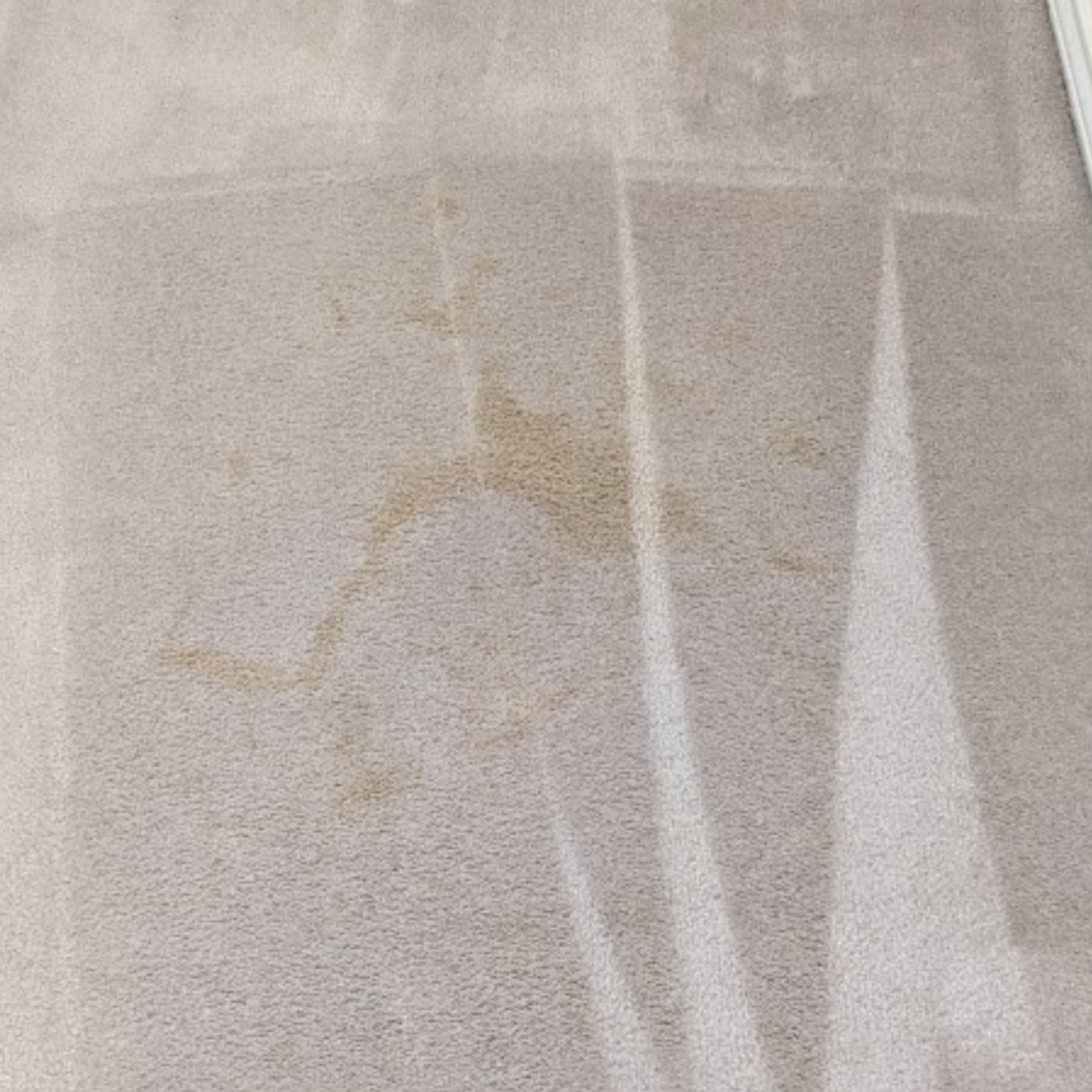 Did The Stain Come Back after Carpet Cleaning? Here's Why! A+ Carpet