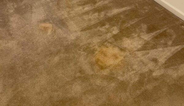 Professional Carpet Cleaning in Portland, Hillsoro, Beaverton, West Linn, Tigard, Lake Oswego, and Tualatin Oregon