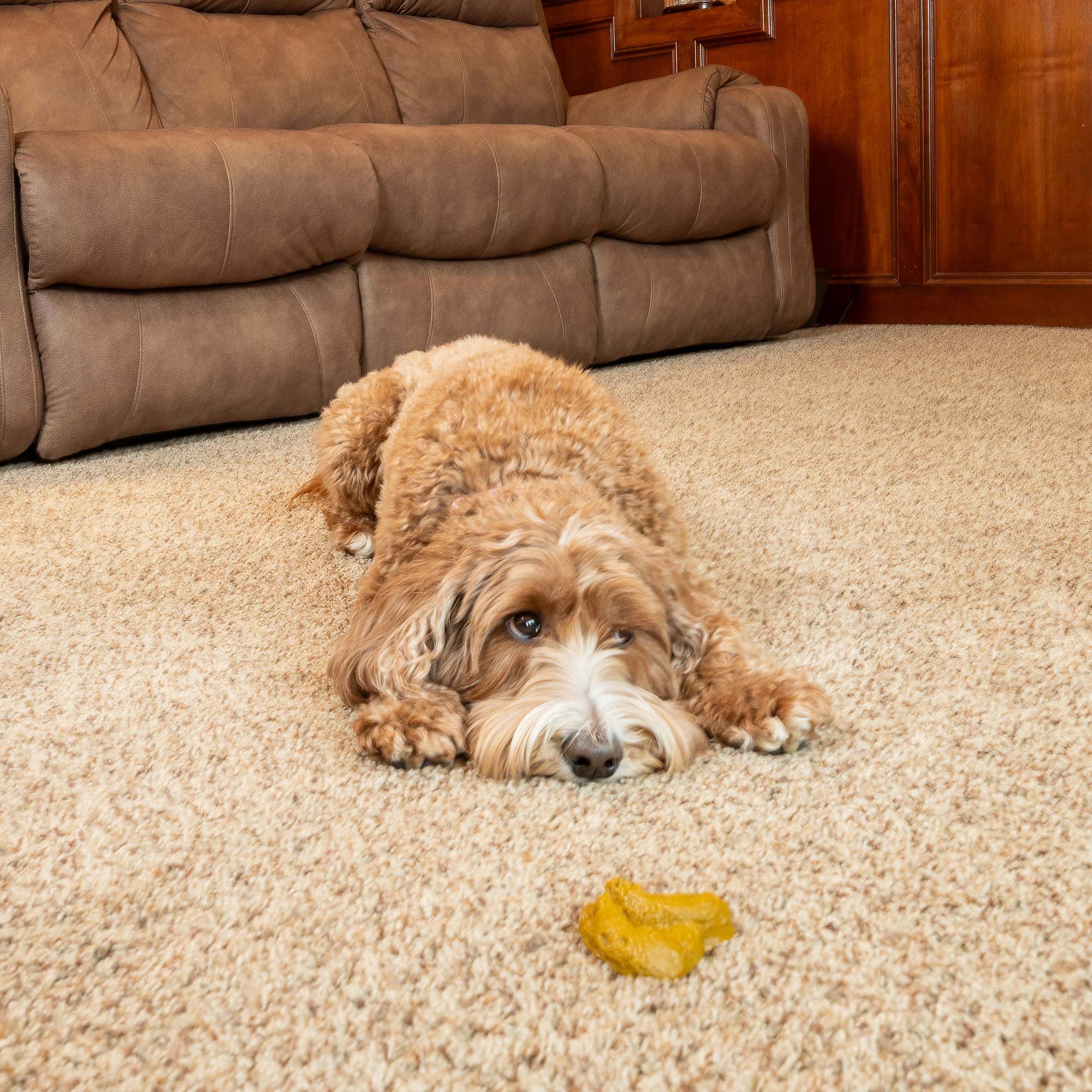 Pet Stain Carpet Stain Removal in Portland and surrounding areas