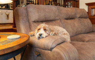 Pets and upholstery