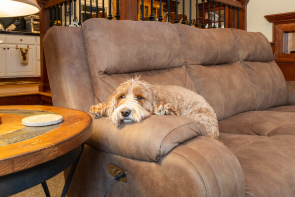 Pets and upholstery